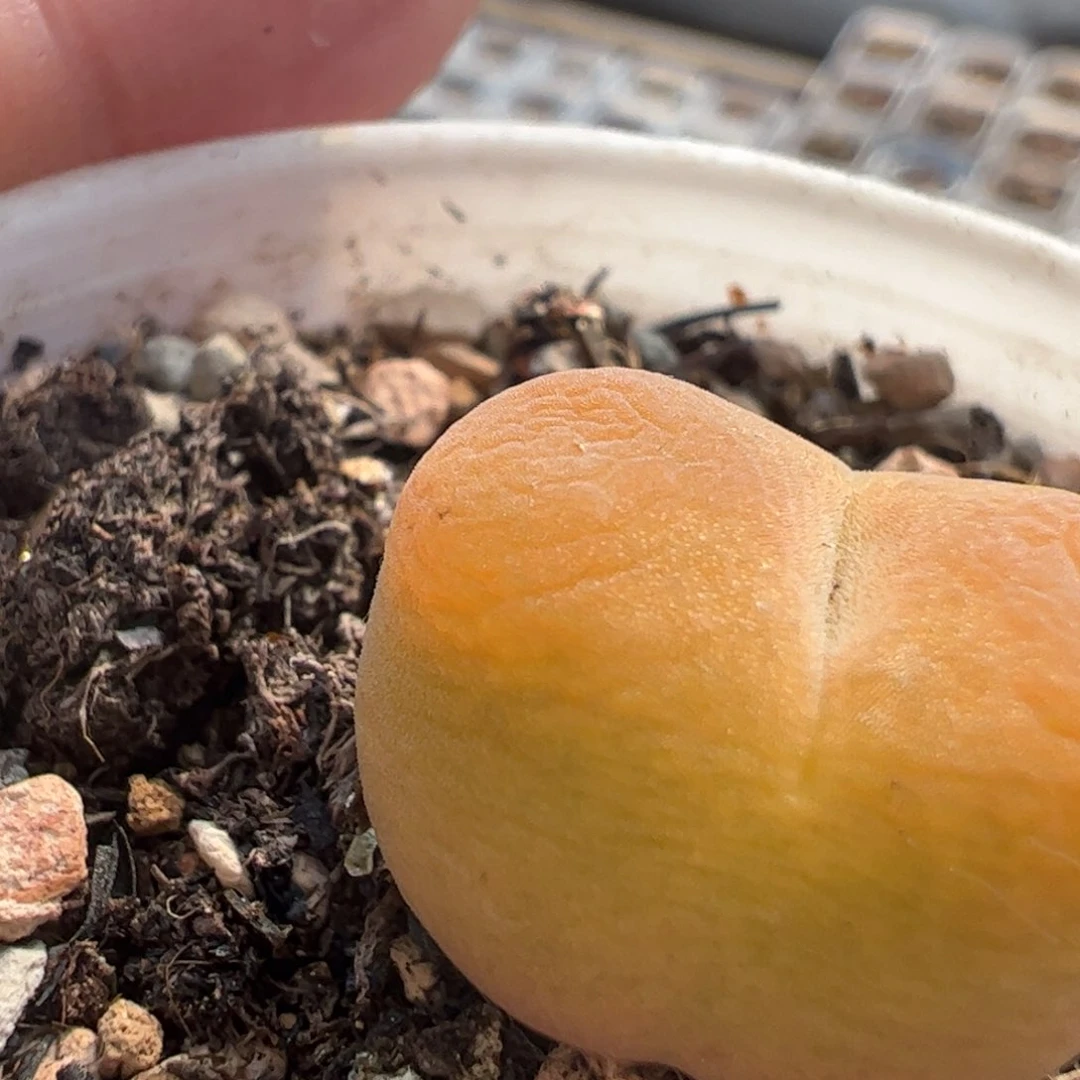 444多肉植物百科