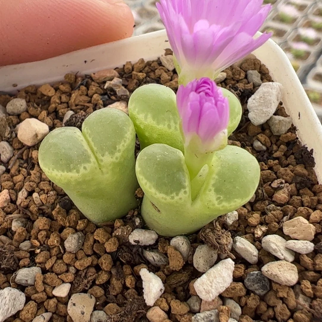 16091多肉植物百科