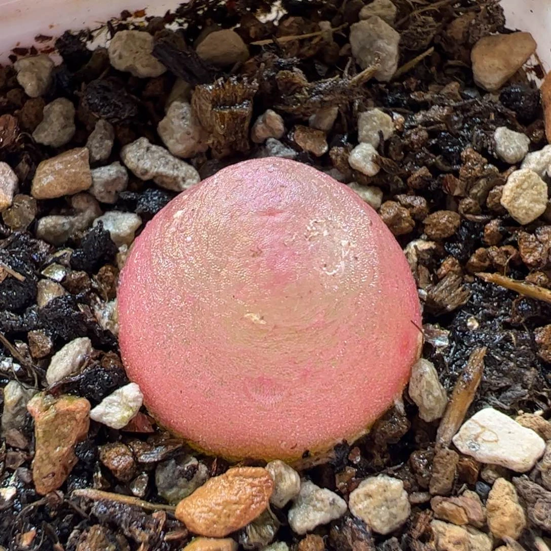 190119多肉植物百科