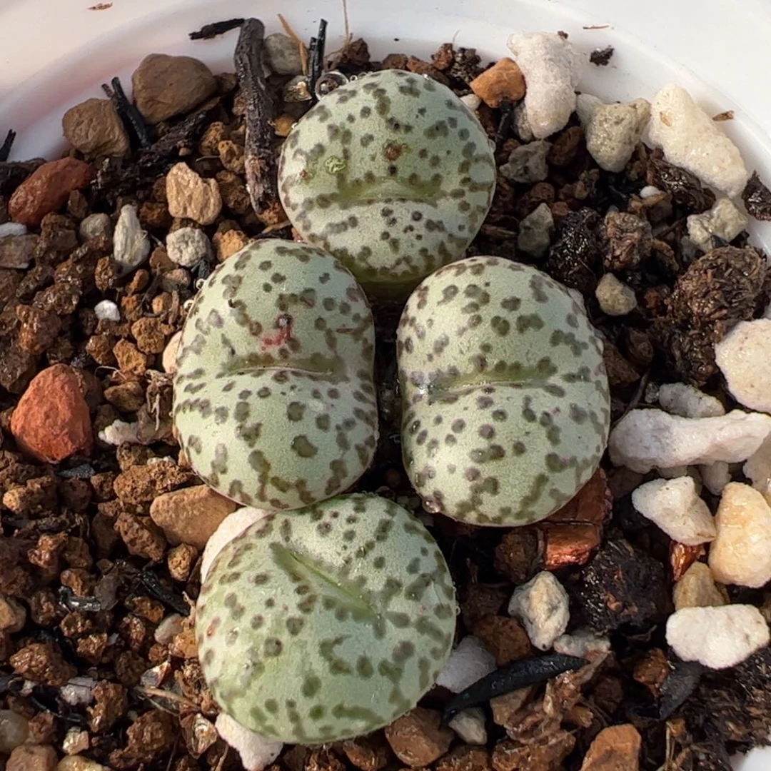 29039多肉植物百科