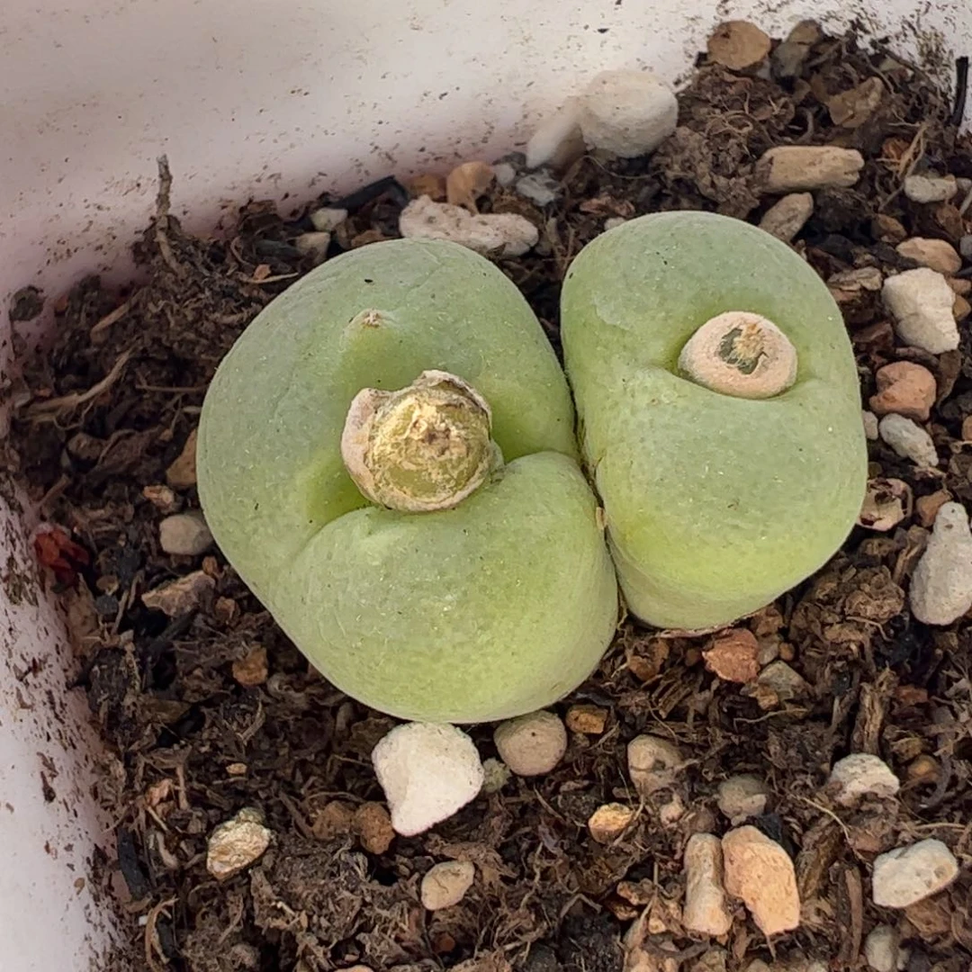 240129多肉植物百科