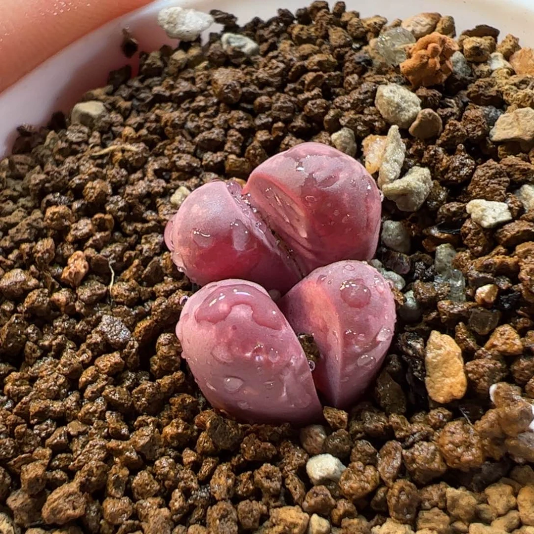160185多肉植物百科
