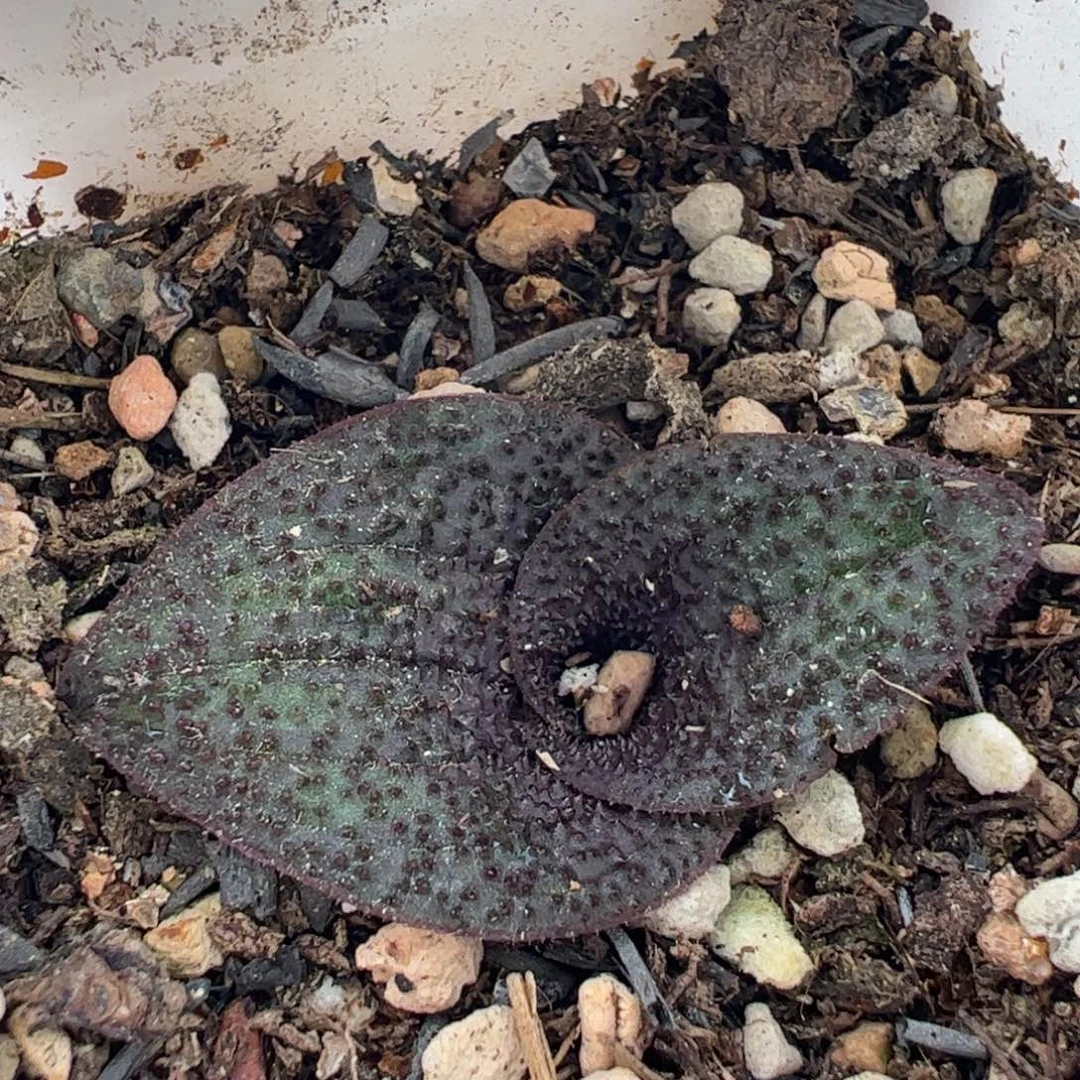 04059多肉植物百科