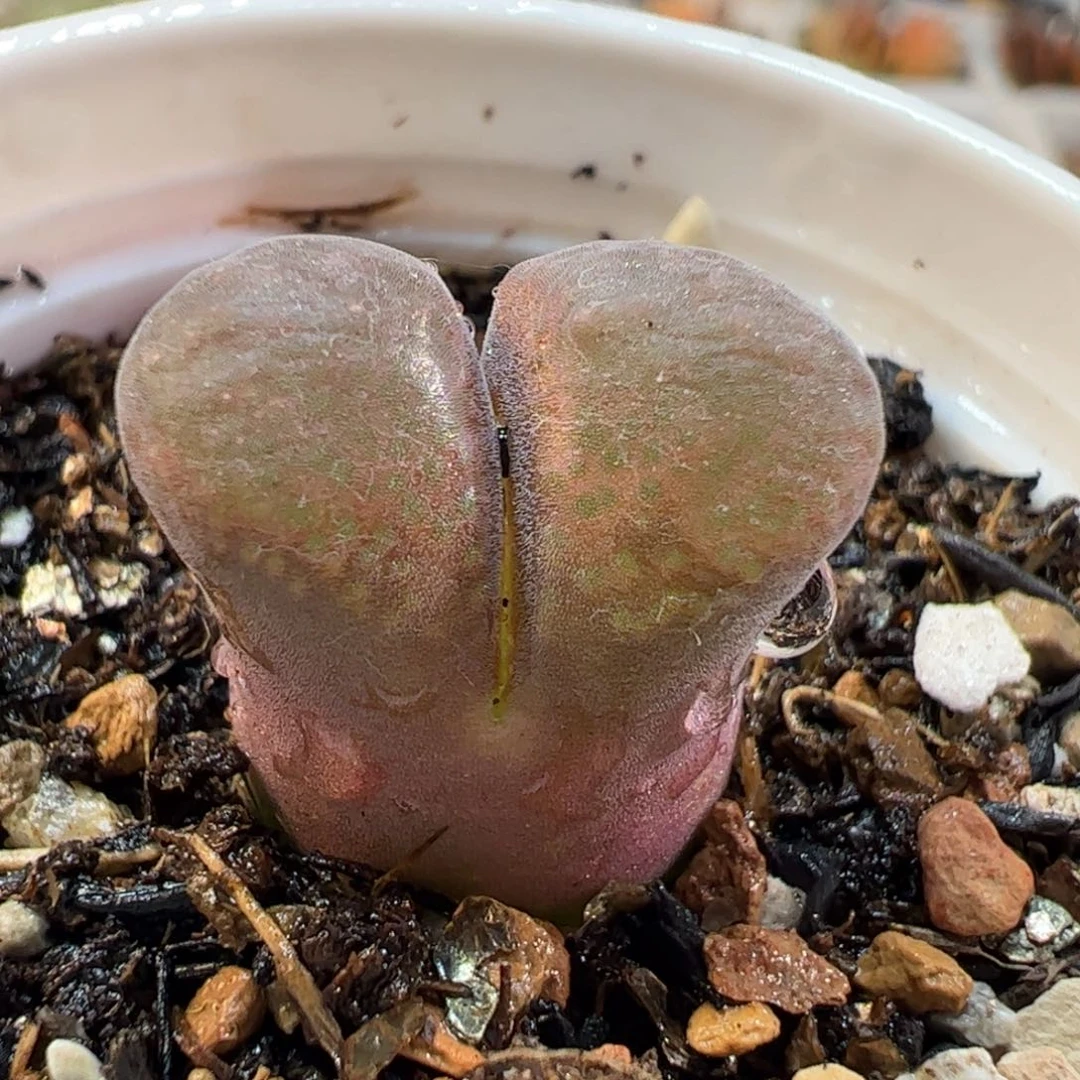17073多肉植物百科