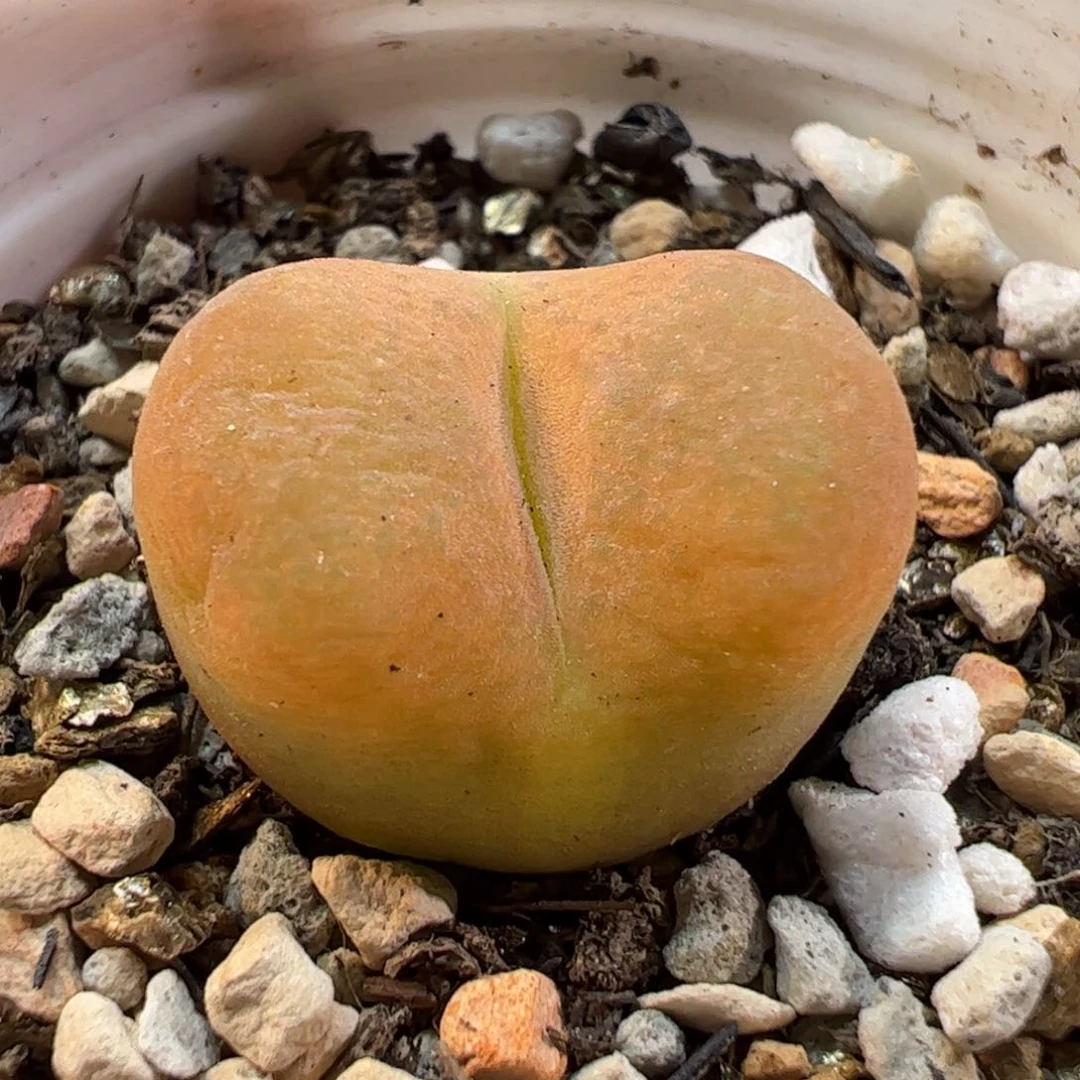 030147多肉植物百科