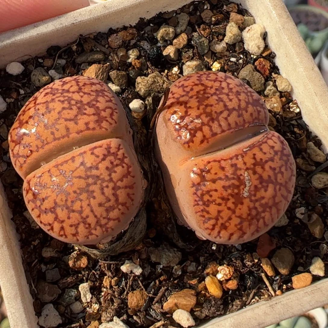 2203多肉植物百科