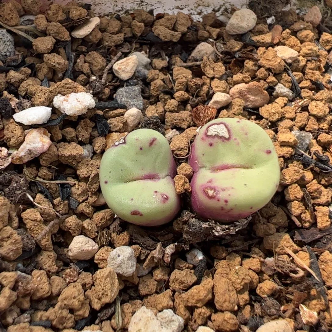 180232多肉植物百科