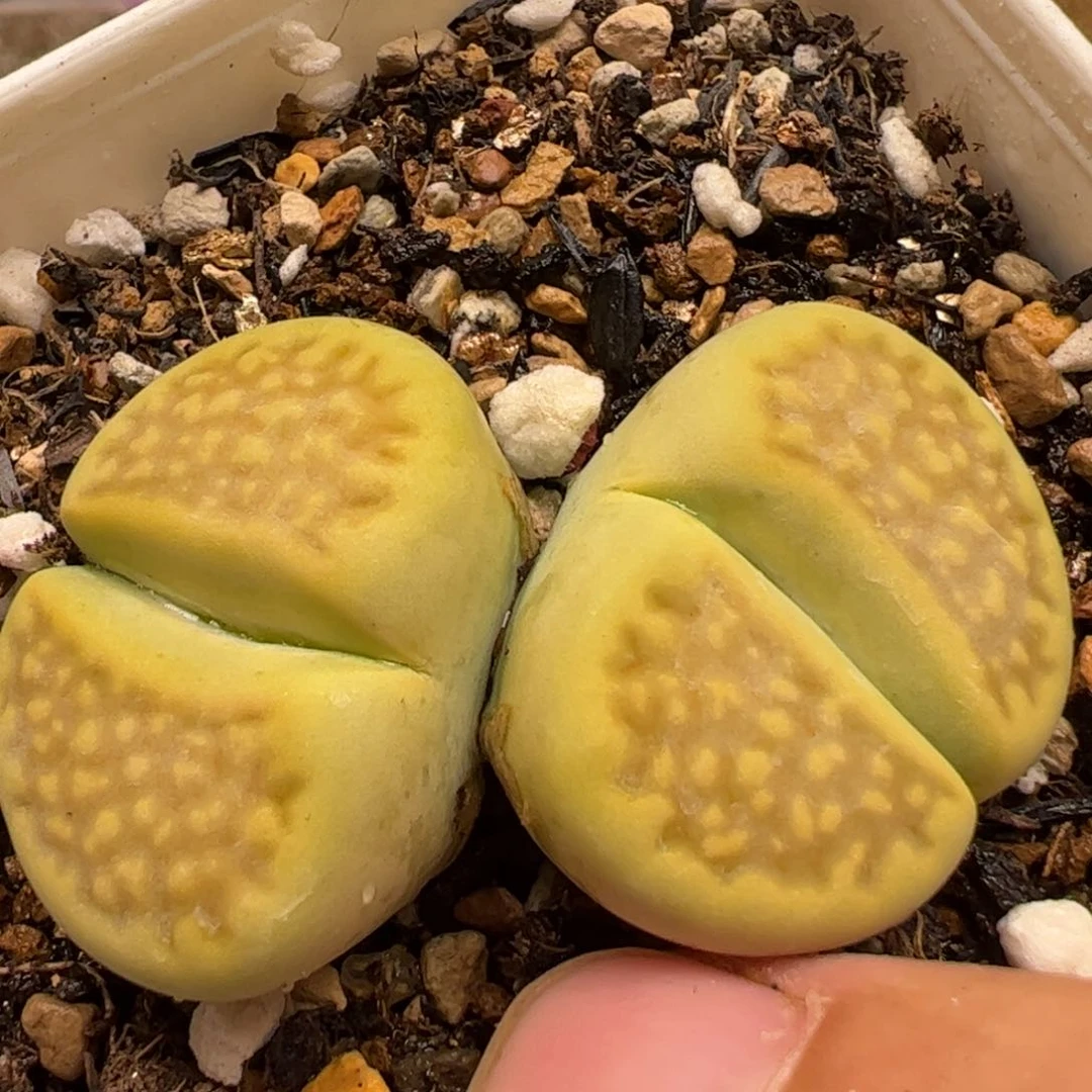 324多肉植物百科