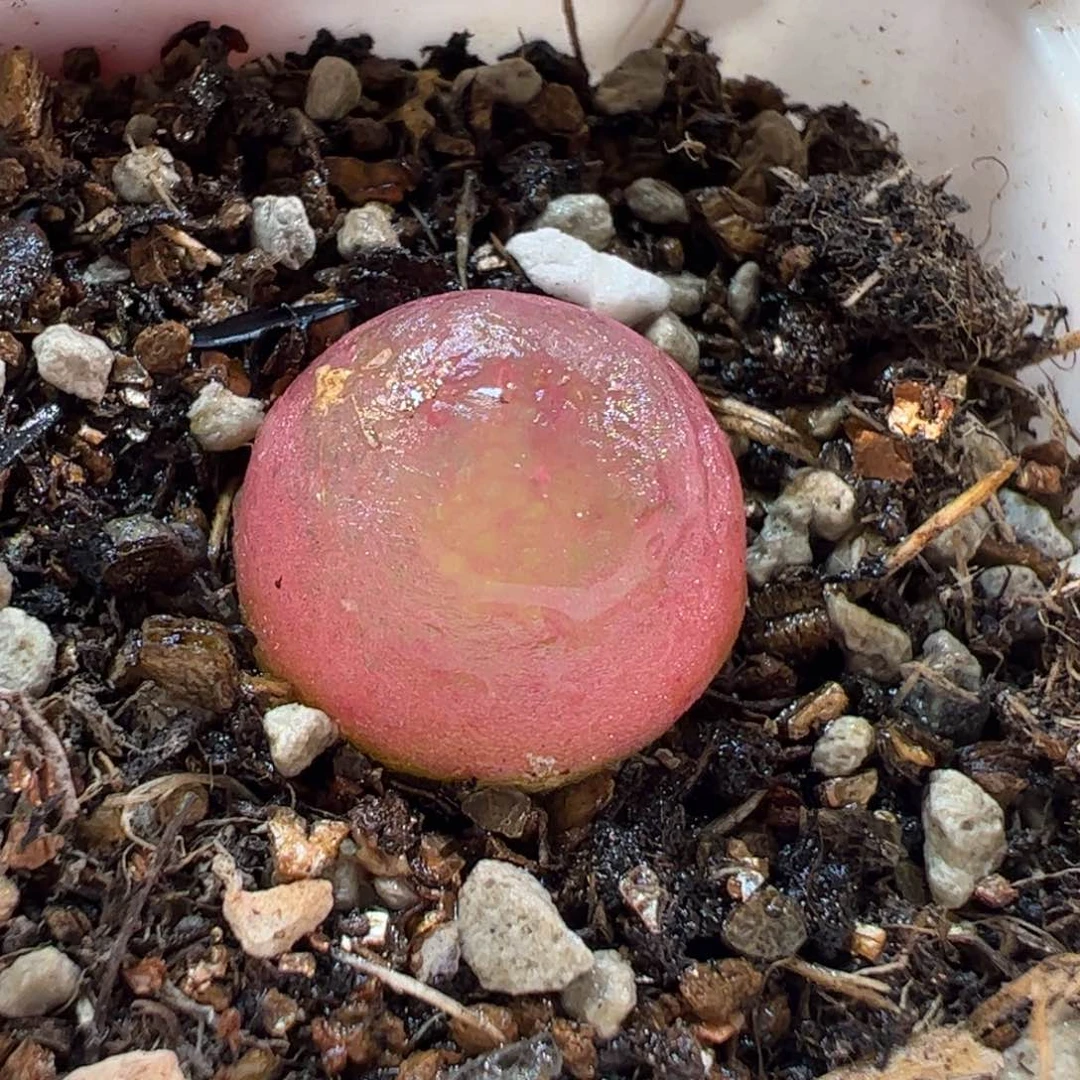 19095多肉植物百科