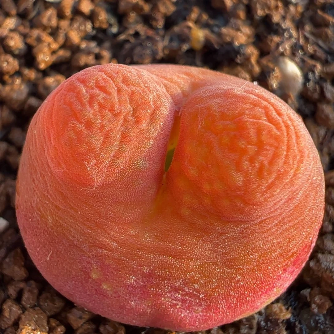 301多肉植物百科