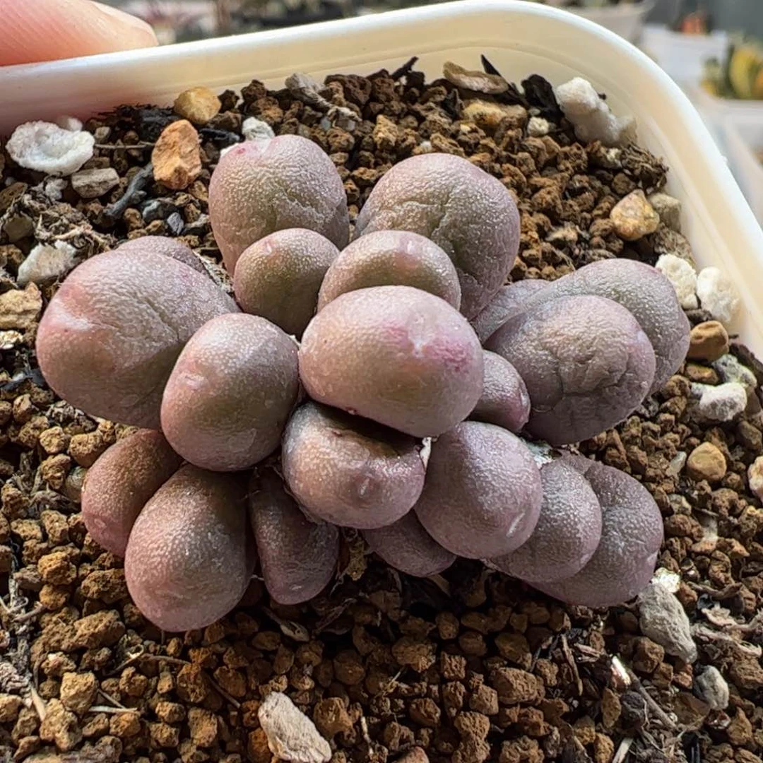 2233多肉植物百科