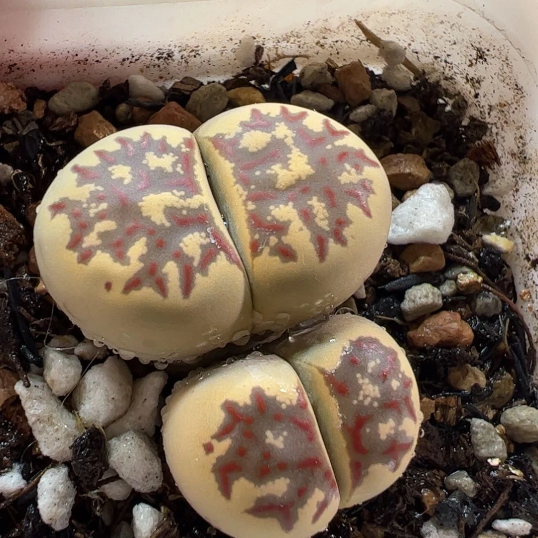 26067多肉植物百科