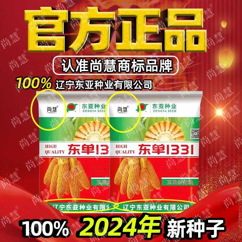 东单1331高产玉米种抗锈耐密不倒伏红轴角质粮脱水快南北通种