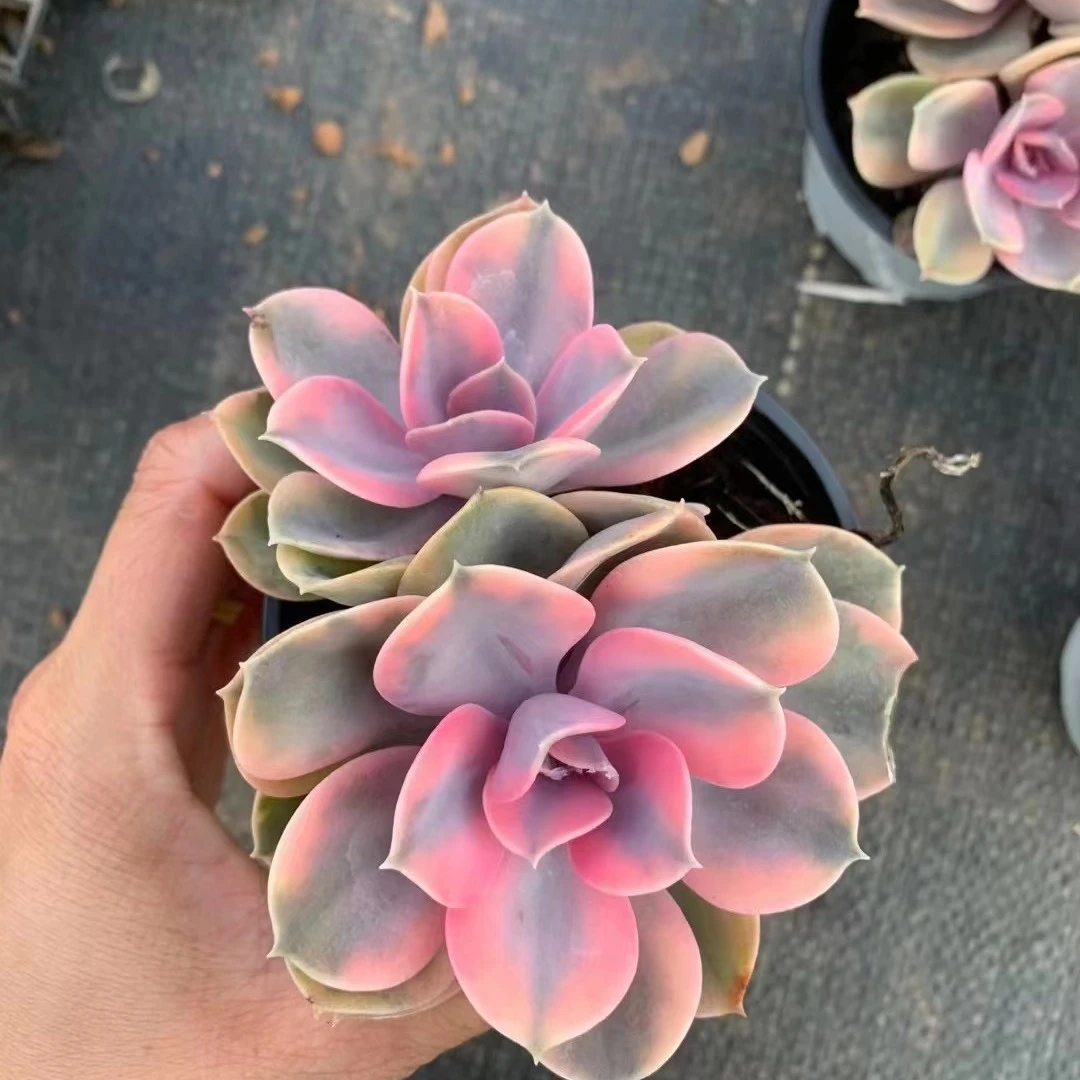 时光慢花园彩虹 12cm 多肉植物