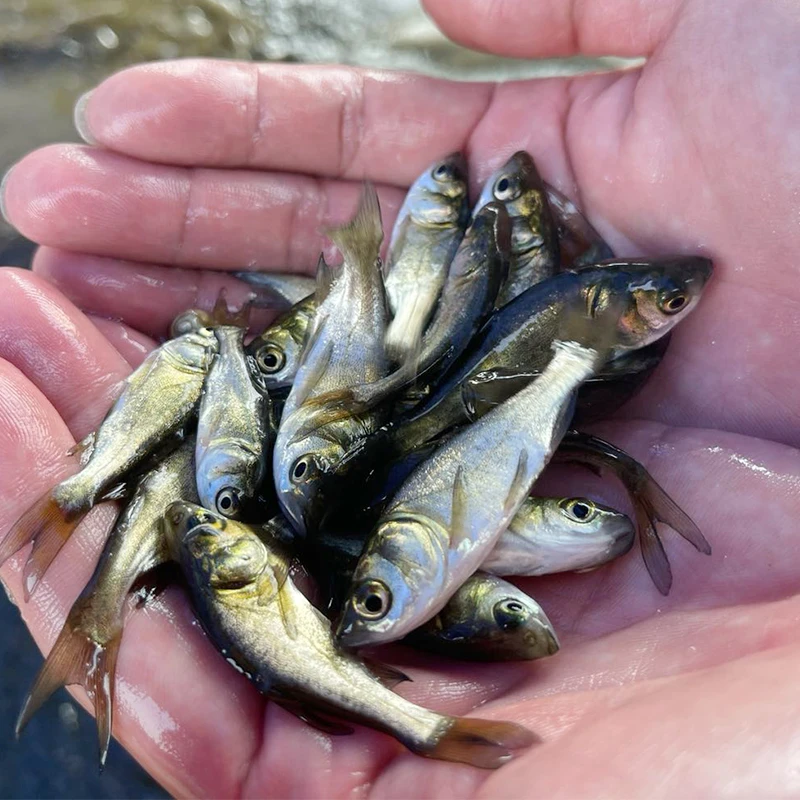 宠物观赏鱼  广东佛山花鲢鱼 大头鱼 淡水水族活体