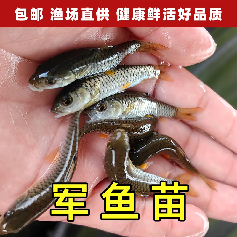 军鱼黄娟鱼倒刺鲅鱼 淡水水族活体