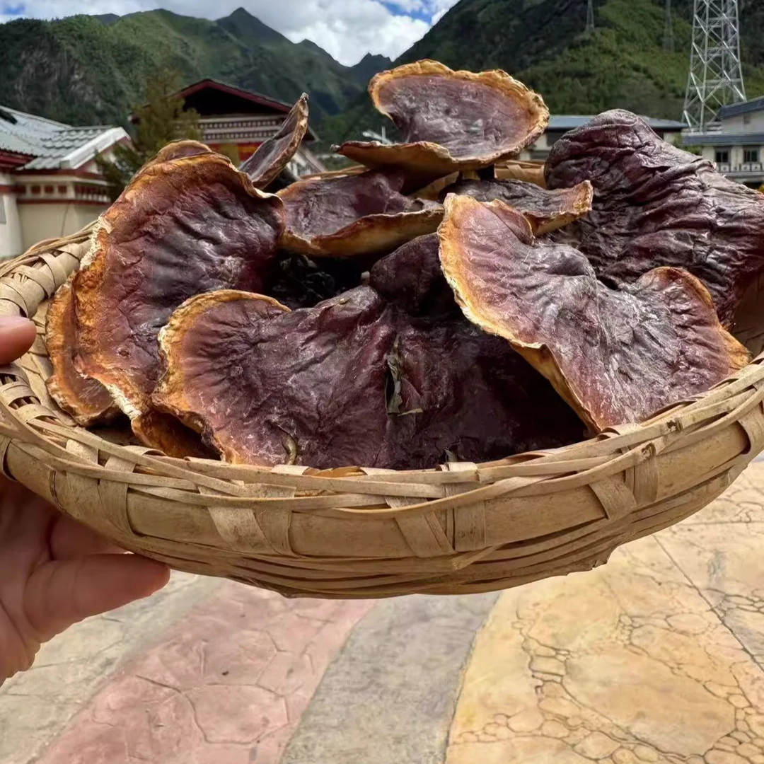 【蔡燕专属】金边大灵芝菇干货西藏整枝半野生灵芝