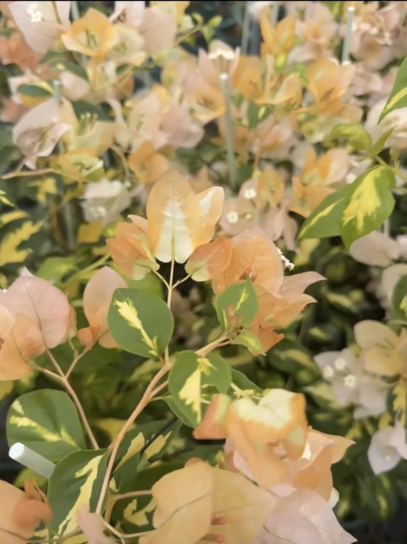 原生金心黄白盆苗三角梅