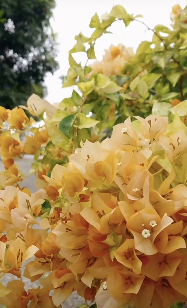 嫁接草莓黄三角梅盆苗天冷要另外拍保温棉