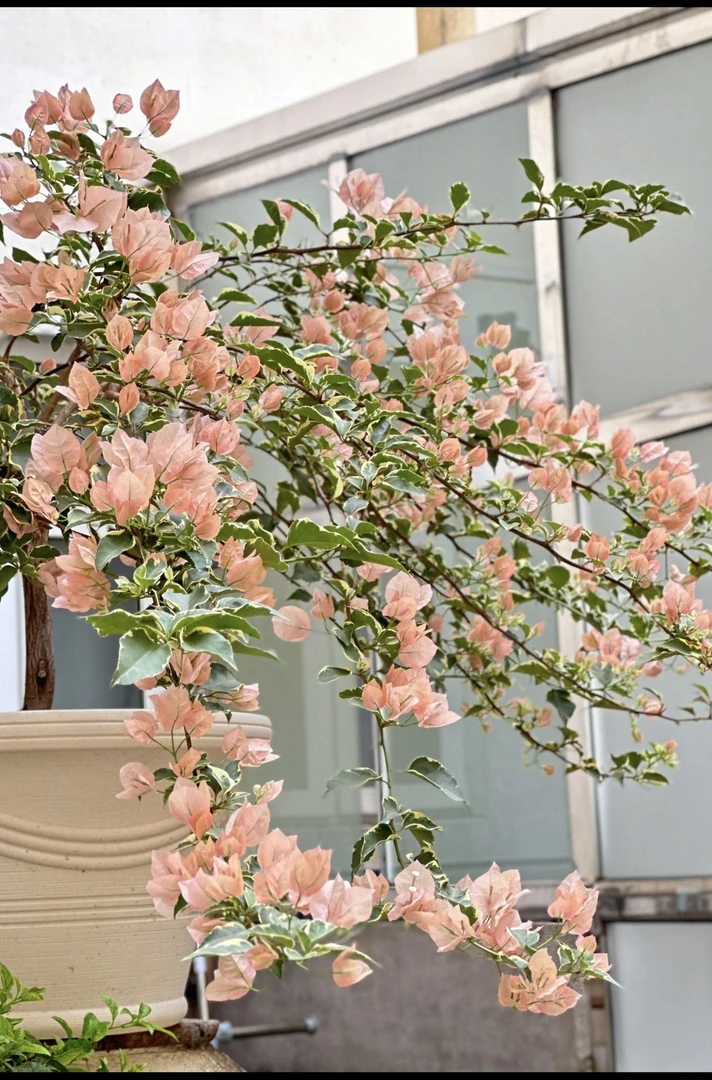 (橙冰)嫁接桩三角梅