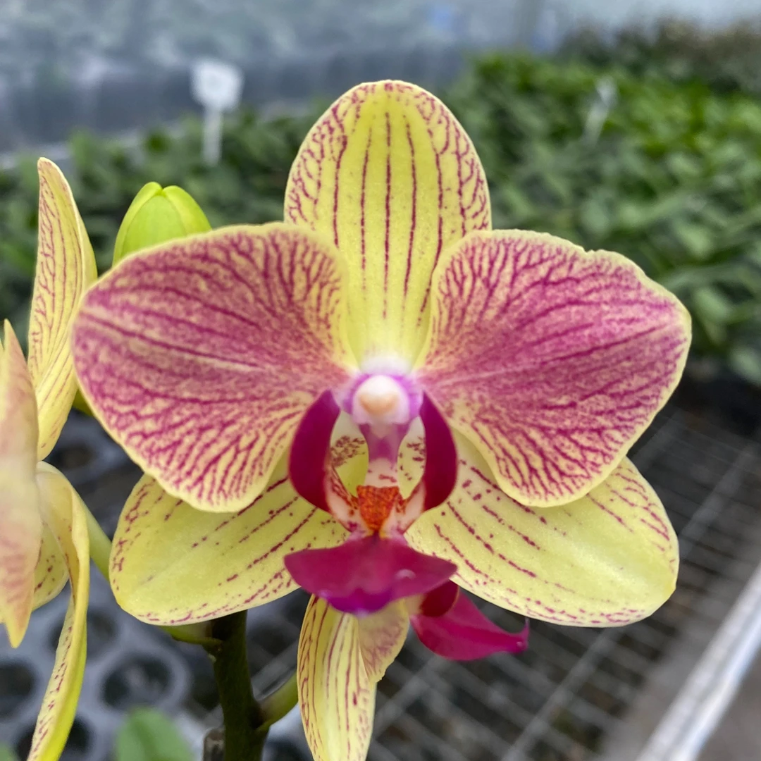 【三色鸟 蝴蝶兰】 经典新手入门级品种 好看好养懒人花