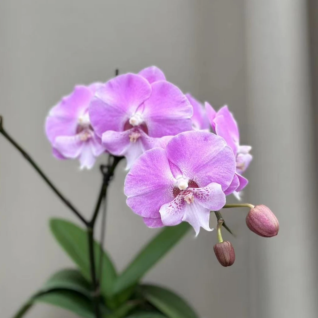 【笑咪咪】3寸加高 客厅卧室办公室适用 室内温馨花花