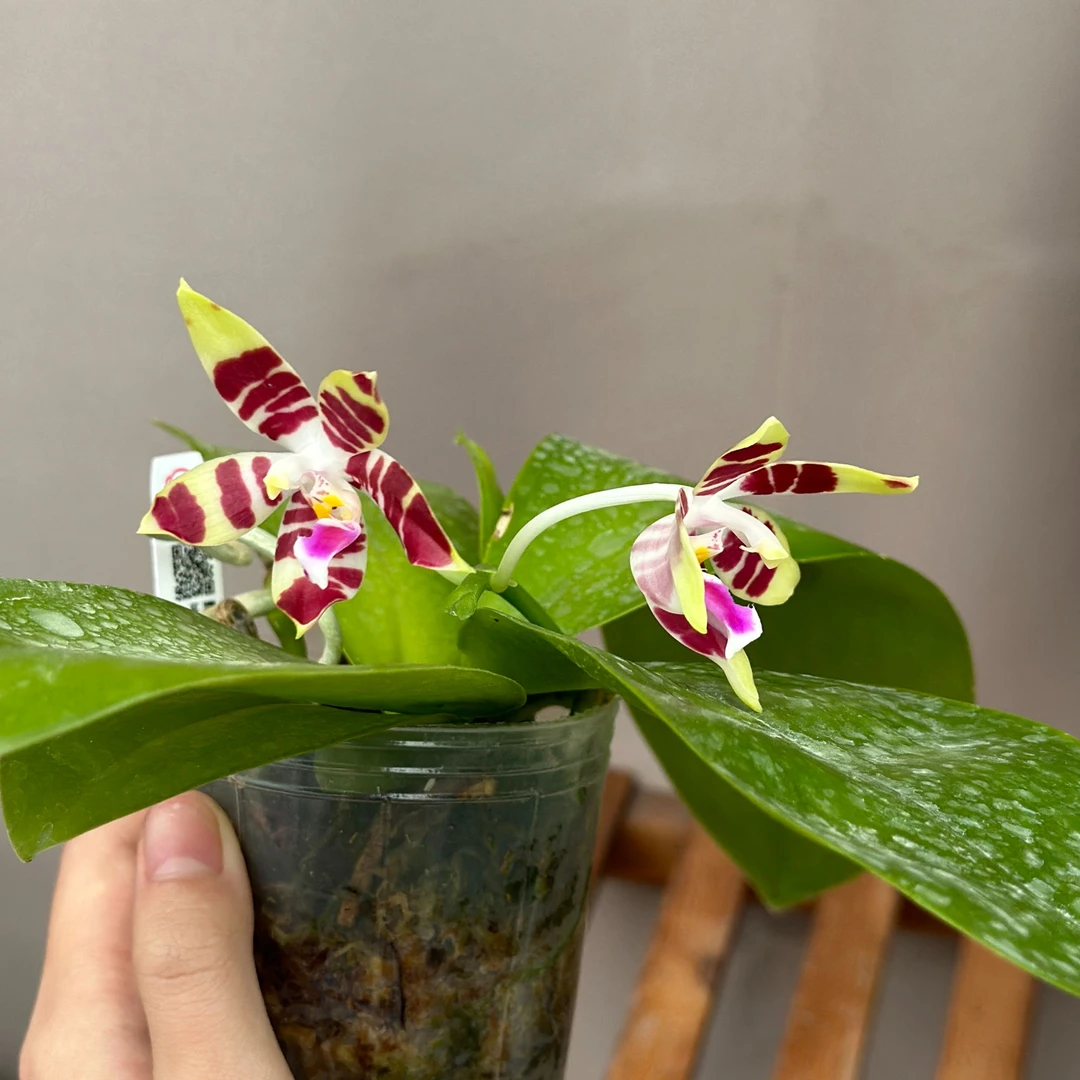 【玫瑰窗】2.5寸/5.5寸苗 仅苗没花没梗  台湾品种简单好养