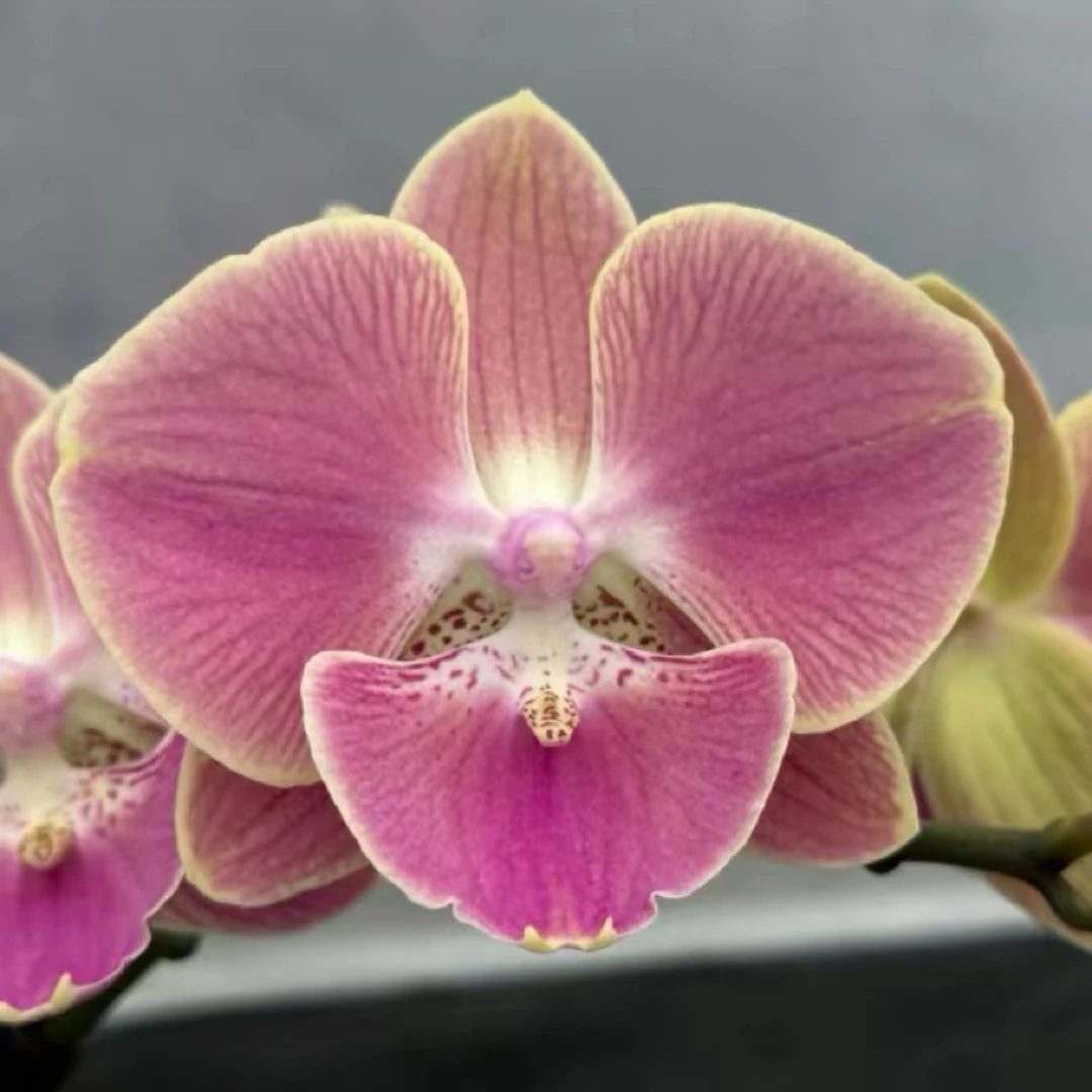 【Phal.Golden Apple金苹果】2.5寸台湾品种苗开花株