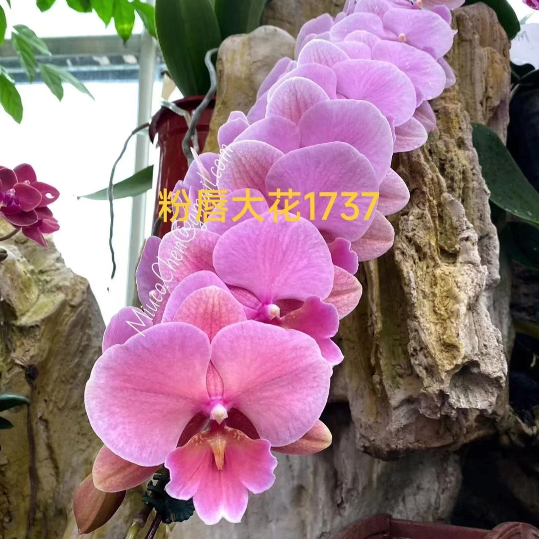 【1737】5.5寸苗 仅苗没花没梗 蝴蝶兰基地直发 简单好养活