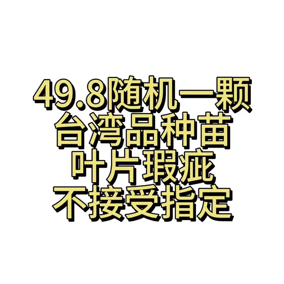 【随机台湾品种苗】随机1棵 叶片瑕疵 不接受指定