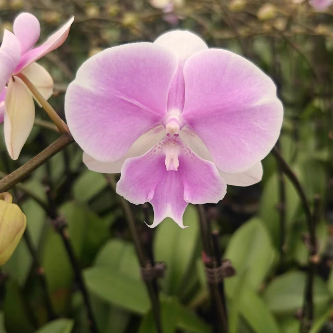 蝴蝶兰（梦幻婚礼）3寸 开花株室内好养护蝴蝶兰（中花型）