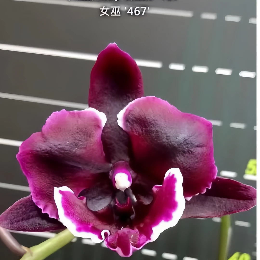 {女巫467} 台湾品种 蝴蝶兰 5.5寸抽梗苗 基地直发 室内好养鲜花