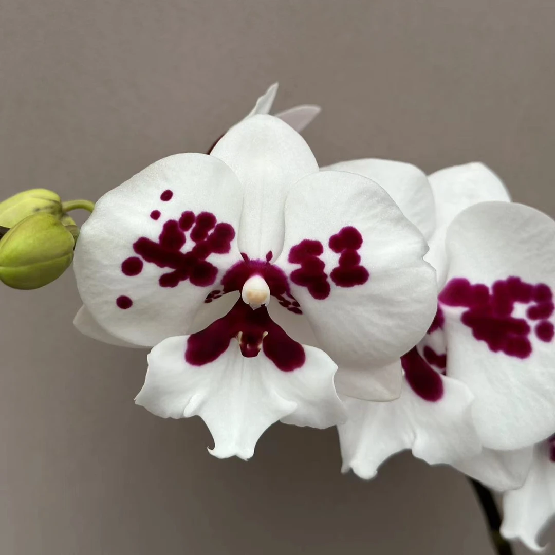 【星辰】3.5寸开花株 双剑 室内温馨花朵 蝴蝶兰基地直发