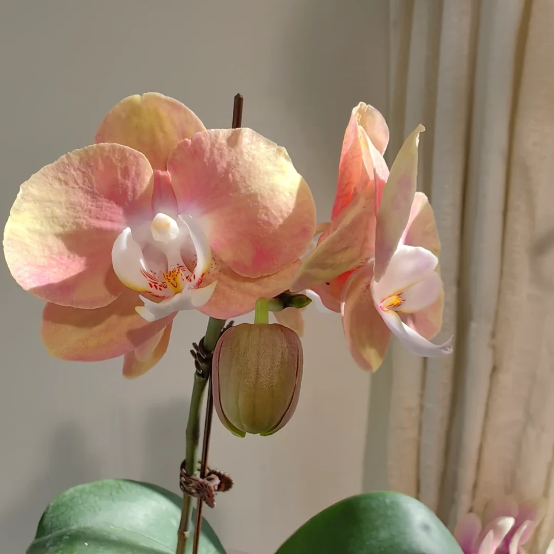 【宙斯 蝴蝶兰】台湾品种2.5寸苗 抽梗苗 稀有少众莫奈色油画般梦幻