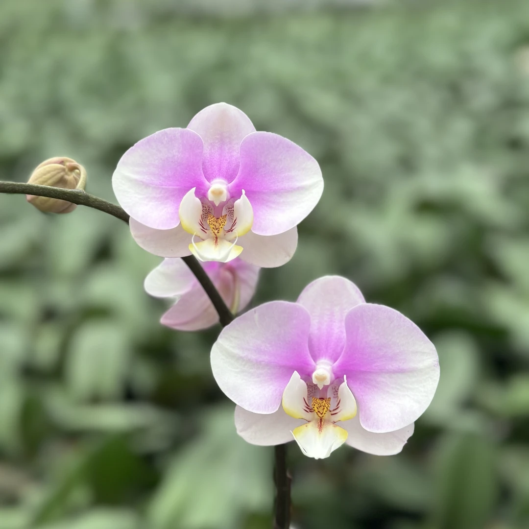 【粉安娜 蝴蝶兰】3寸开花株 带花带苞 基地直发 简单好养活