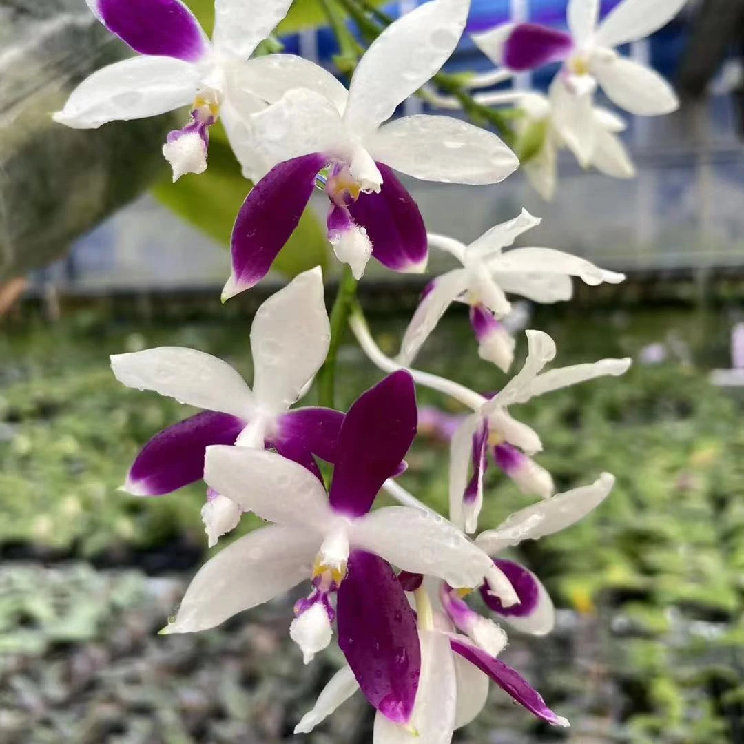 【蓝蜻蜓】3.5寸台湾品种 开花株 基地直发 简单好养