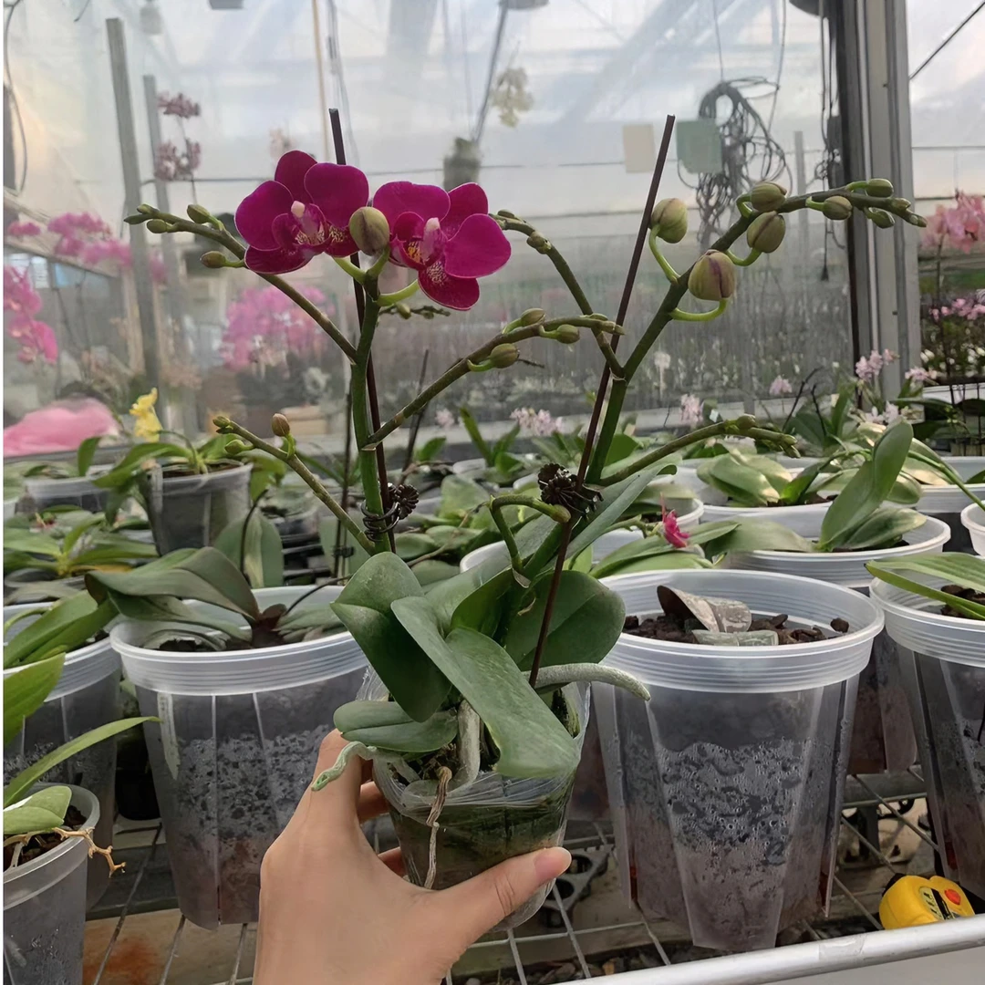 {小红花}2.8寸双剑桌面款小花型蝴蝶兰基地直发 室内鲜花绿植花卉