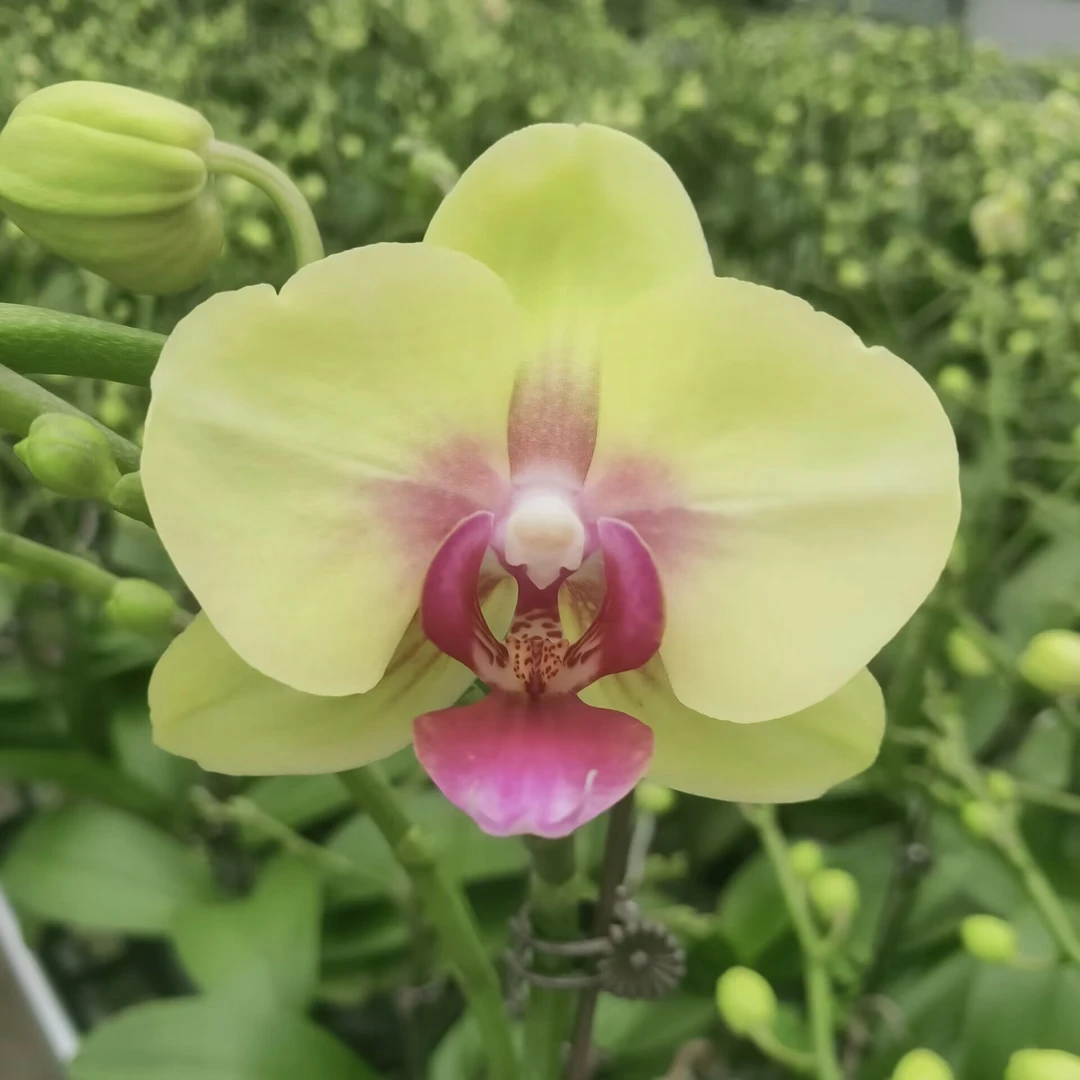 【朝日】2.8寸开花株 室内温馨高颜值 基地直发简单好养活(叶片微瑕