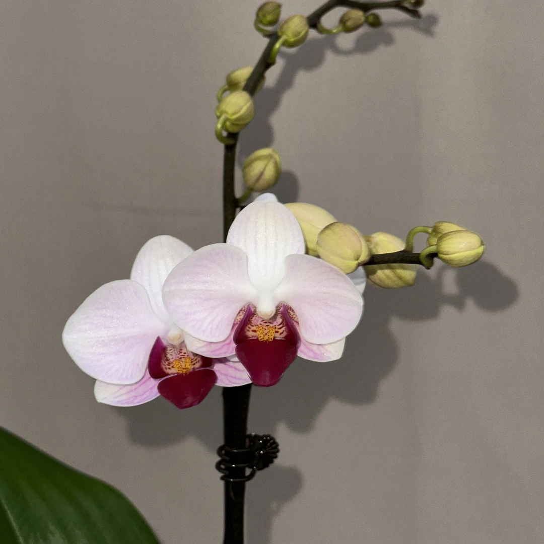 【第一名】貂蝉2.8寸开花株 室内温馨高颜值花朵 蝴蝶兰基地直发