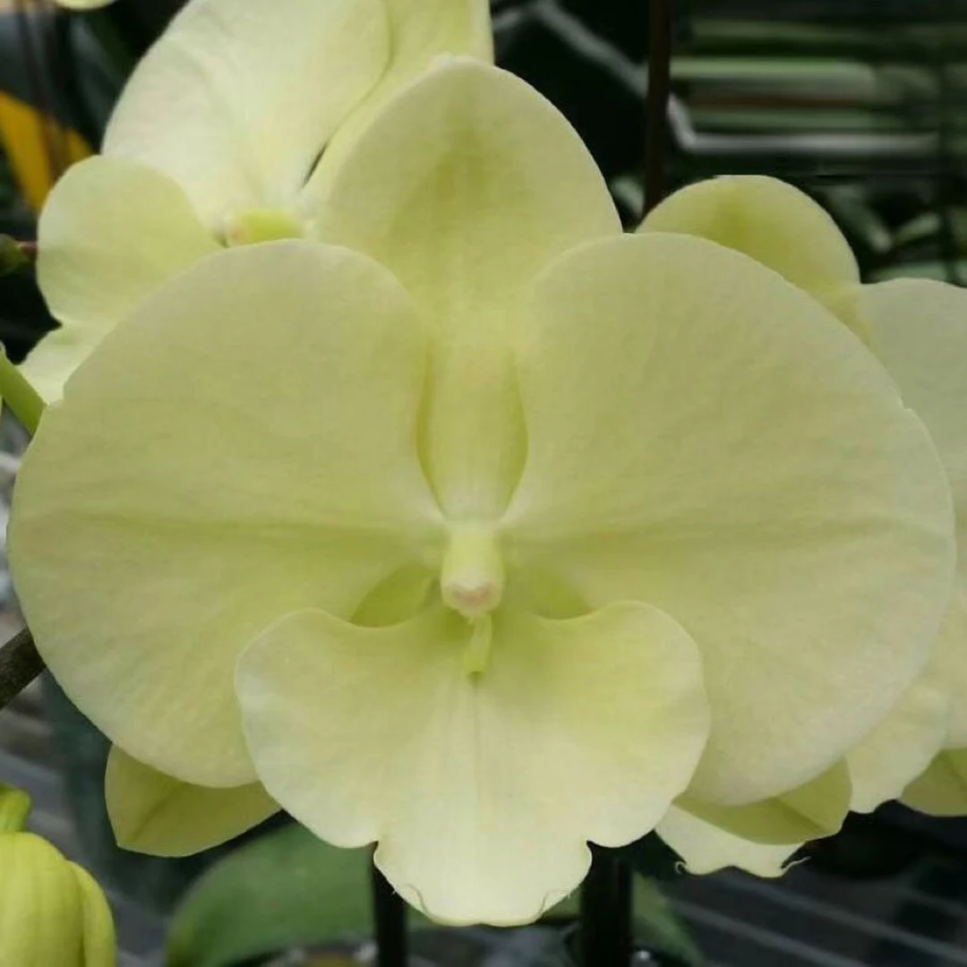【N2019 Phal.Green Big Lip绿色大舌头】2.5寸台湾品种抽梗苗没花