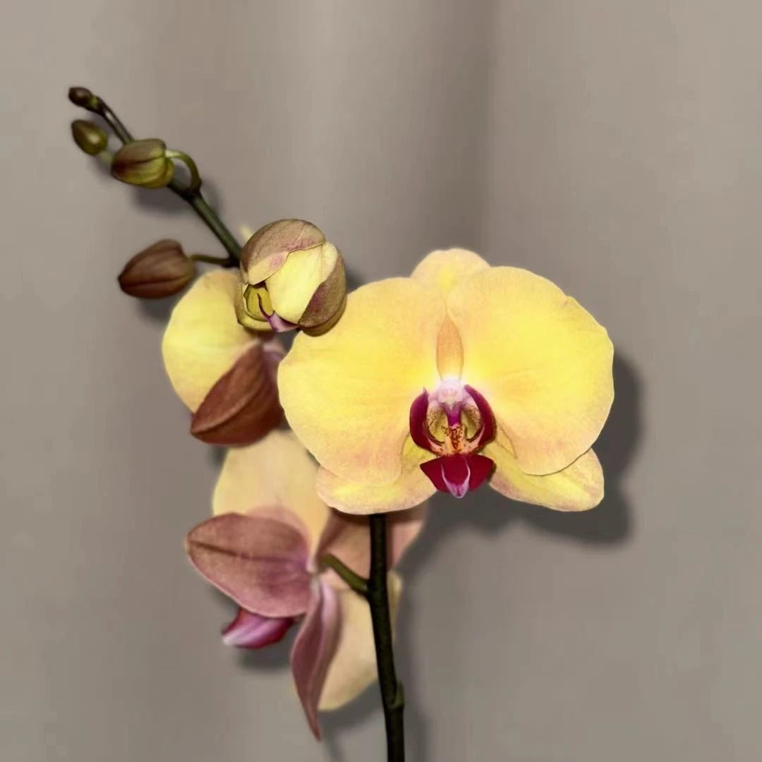 【芳美·钻石】3.5寸开花株带花带苞 蝴蝶兰基地直发 简单好养活