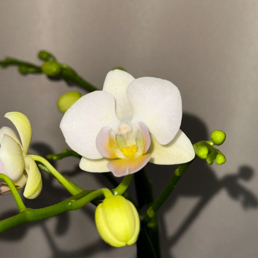 【嫦娥】2.8寸开花株 带花带苞 蝴蝶兰基地直发 简单好养活