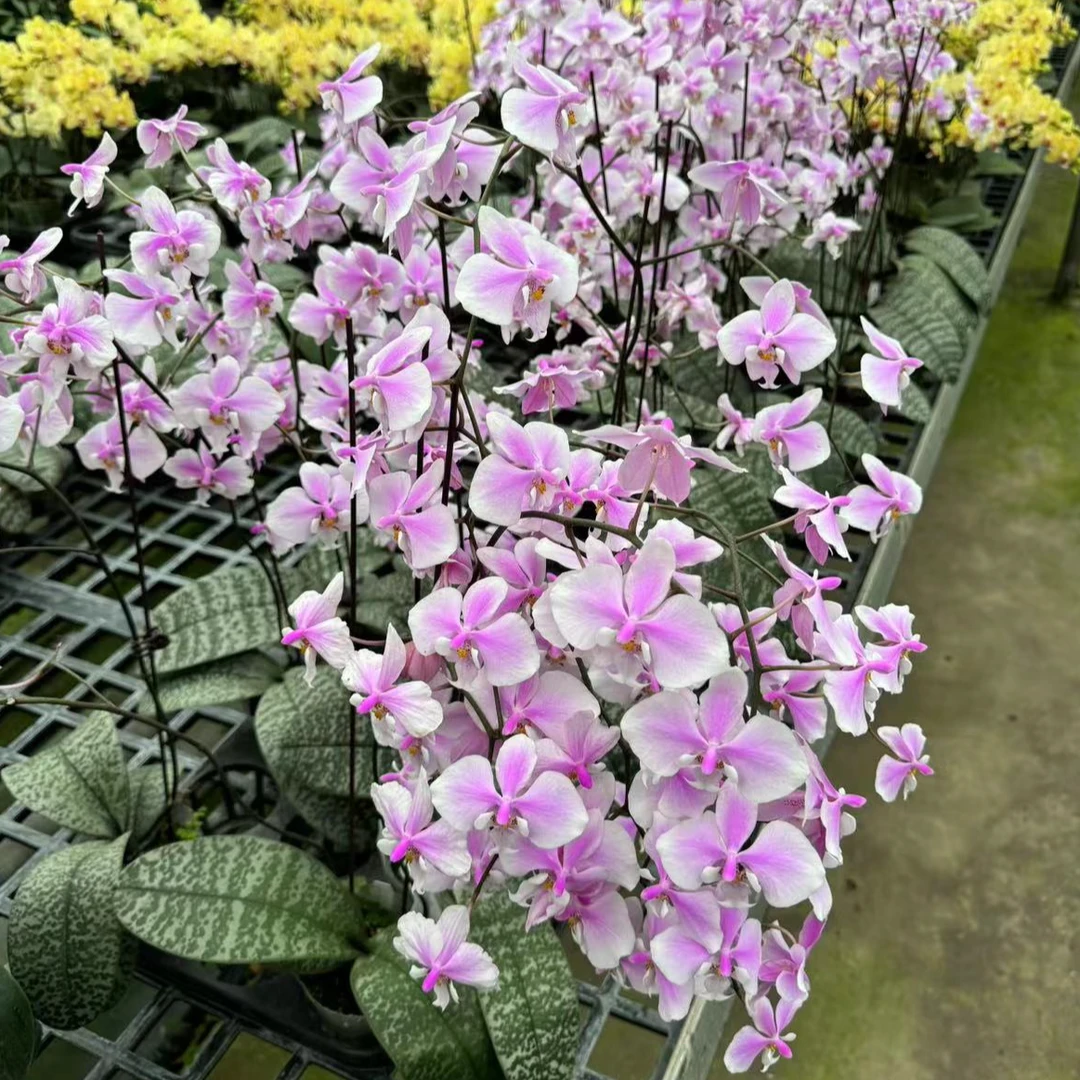 【山彩西至交 蝴蝶兰】3.5寸苗 仅苗没花没梗 基地直发 简单好养活