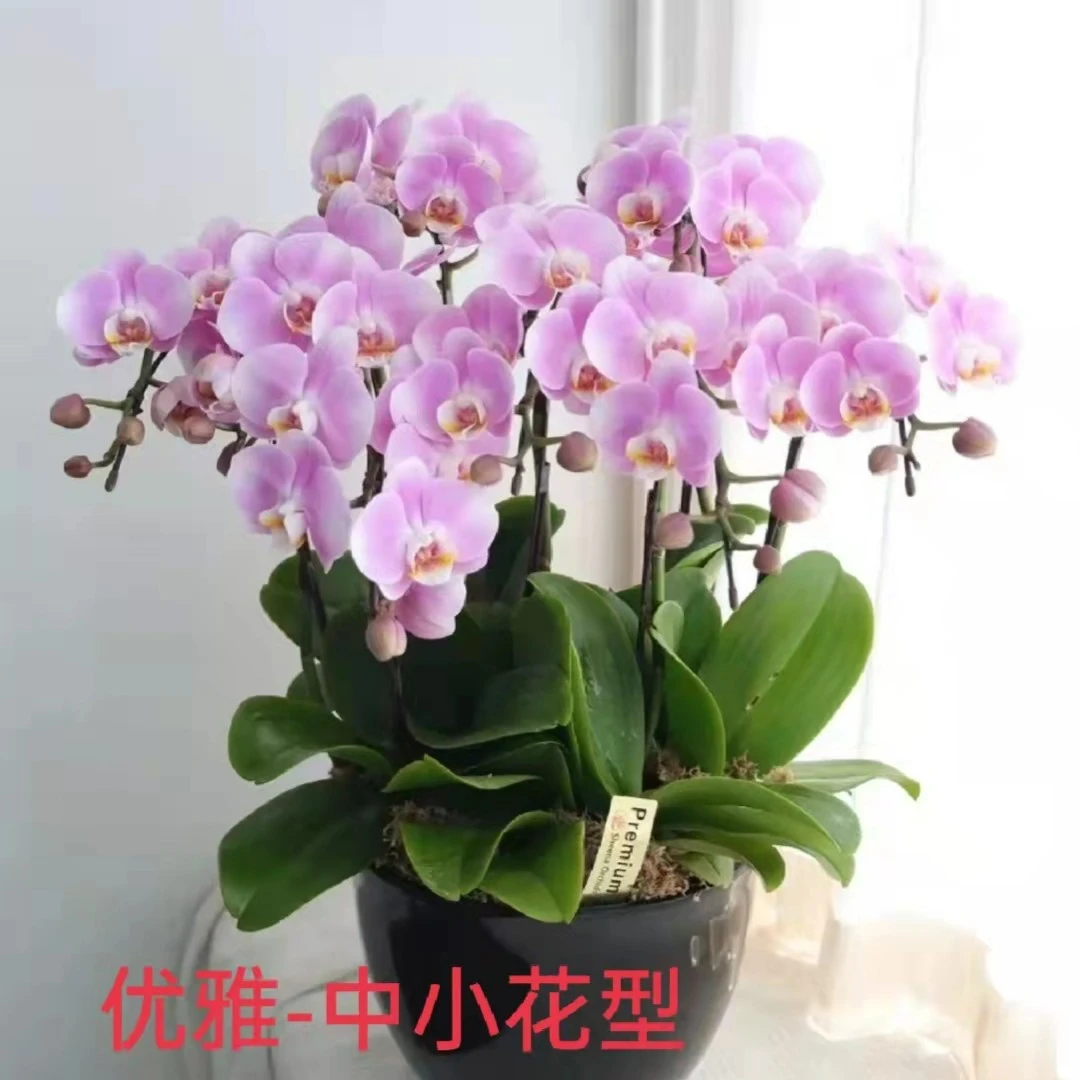 （椎名优雅）中花带花开花株室内好养护兰盛基地直发蝴蝶兰