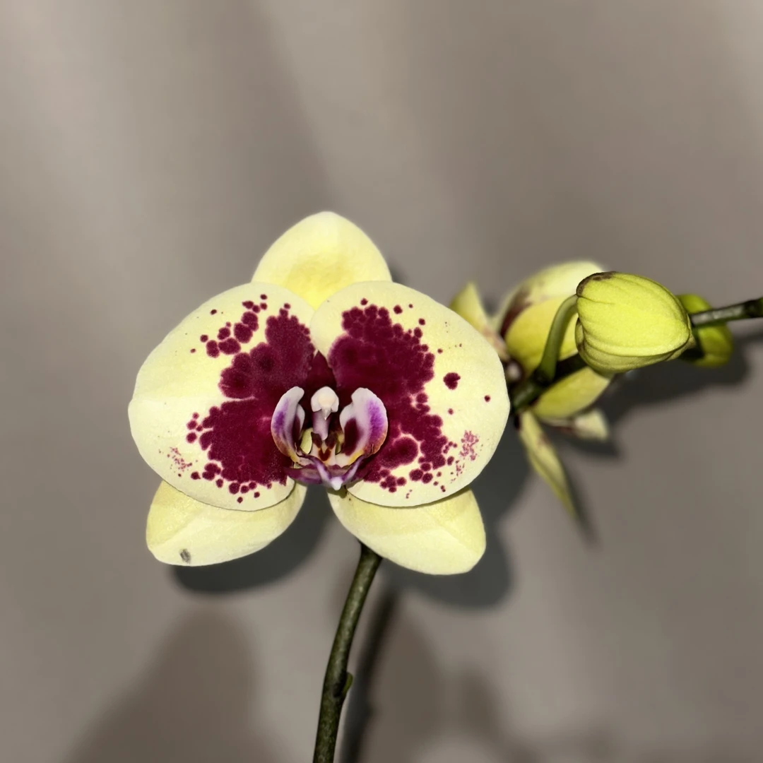 【黄金熊】3寸开花株 蝴蝶兰基地直发 简单好养活