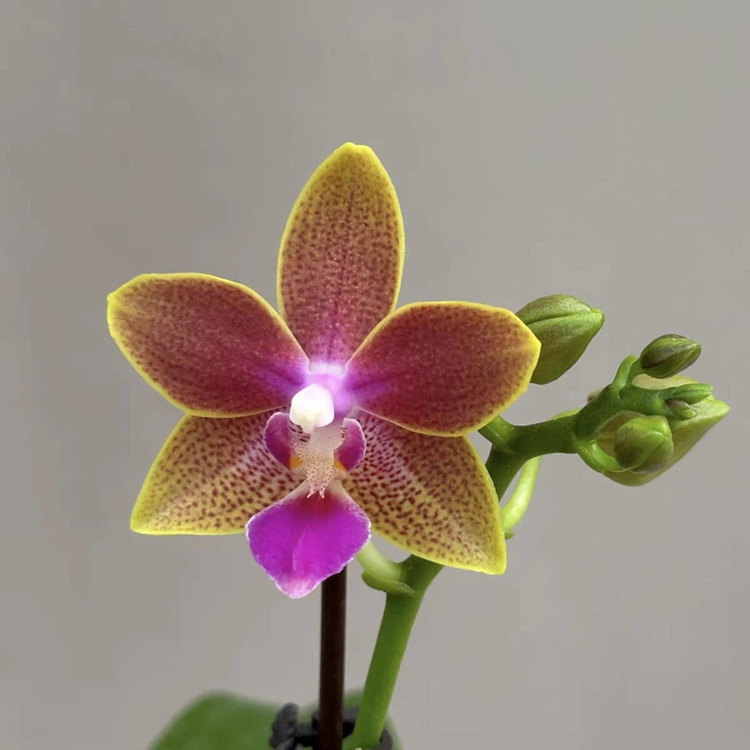 【美琪金沙‘鼠宝’】2.5寸台湾品种苗 仅苗没花没梗 基地直发