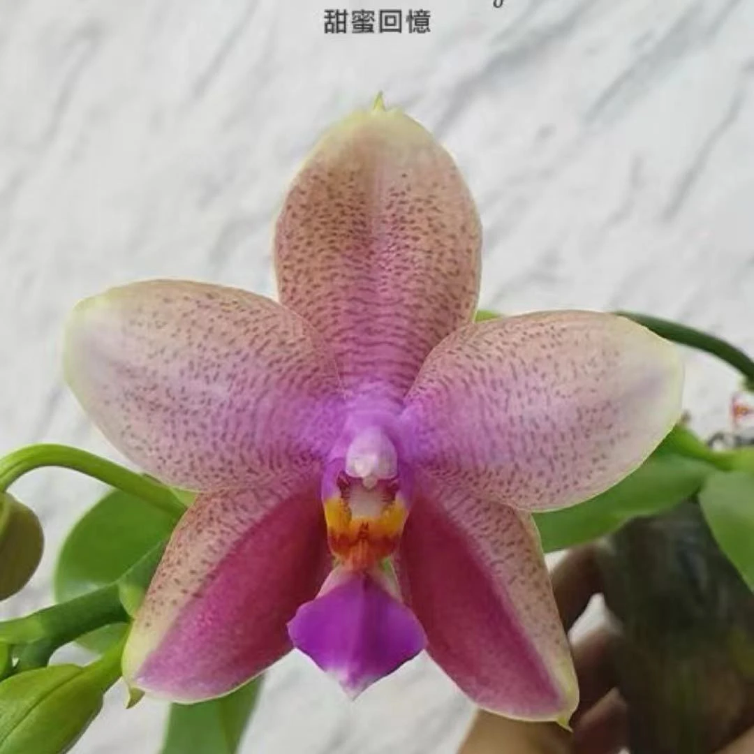【甜蜜回忆】台湾品种 蝴蝶兰 开花 株基地直发 简单好养