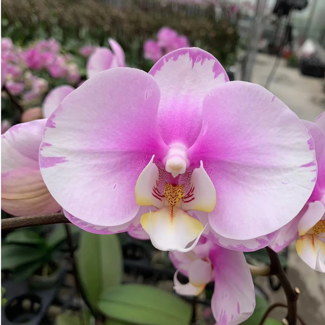 【闪边安娜】2.8寸开花株 带花带苞 蝴蝶兰基地直发 简单好养活