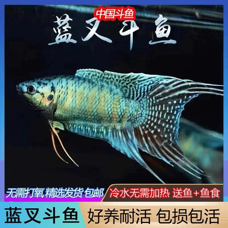 中国斗鱼活鱼小型冷水观赏菩萨鱼淡水好养耐活热带冷水鱼鱼观赏鱼