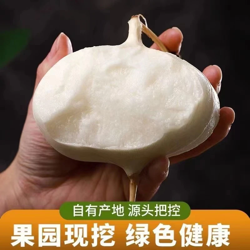 【顺丰包邮】贵州地萝卜农家自种新鲜现挖现发低糖水果 凉薯白地瓜